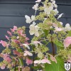 Hydrangea paniculata 'Unique' - Aedhortensia 'Unique' P9/0,55L